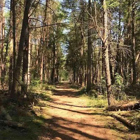 Midden In Het Bos Vlakbij De Efteling Natuurhuisje Loonse En Drunense Duinen 別荘