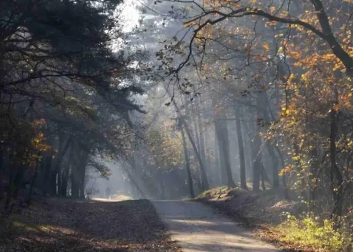 Dom wakacyjny Midden In Het Bos Vlakbij De Efteling Natuurhuisje Loonse En Drunense Duinen *
